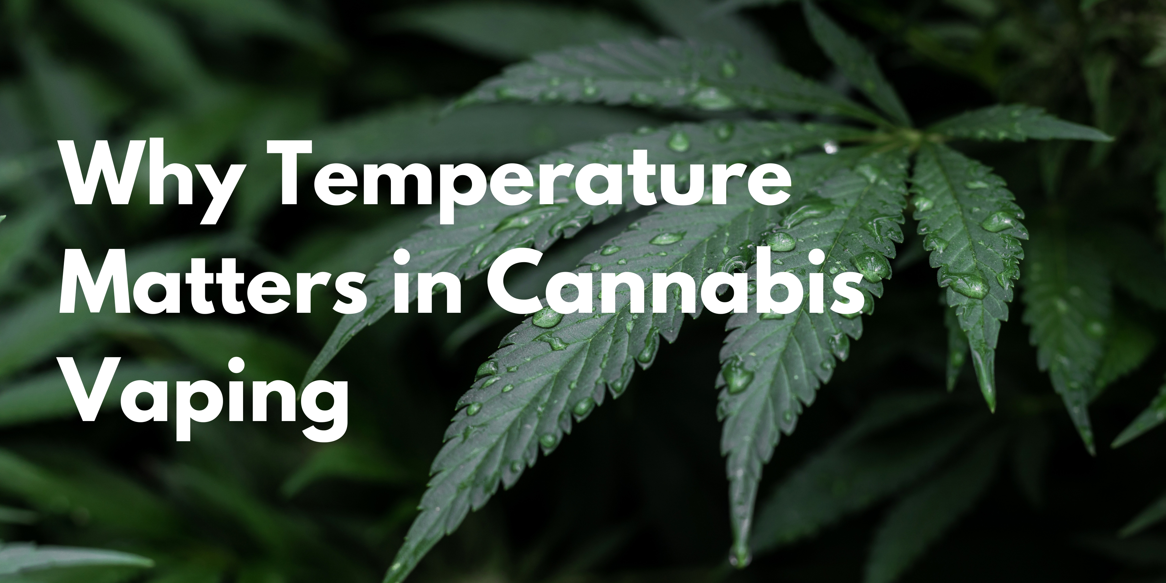 Cannabis Temperature Tutorial